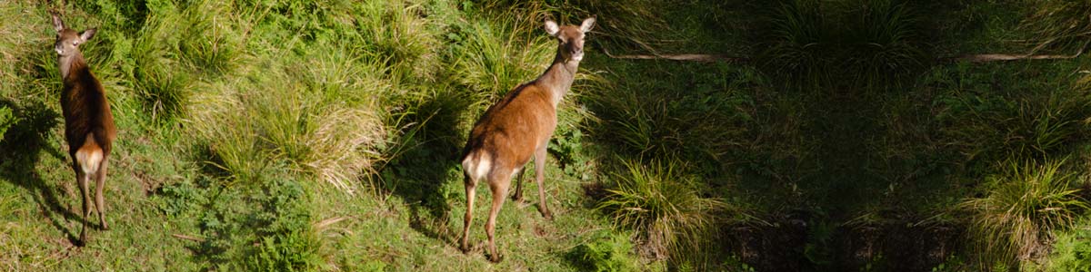 hdr deer